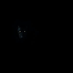 wolf hiding in the darkness